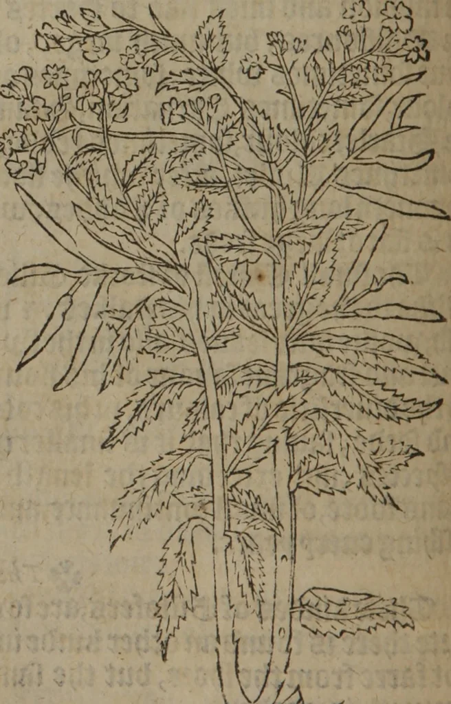 An illustration from A nievve herball, or Historie of plantes : wherein is contayned the whole discourse and perfect description of all sortes of herbes and plantes : their divers & sundry kindes ... and that not onely of those whiche are here growyng in this our countrie of Englande, but of all others also of forrayne realmes commonly used in physicke ; first set foorth in the Doutche or Almaigne tongue, 1578, leaf 179