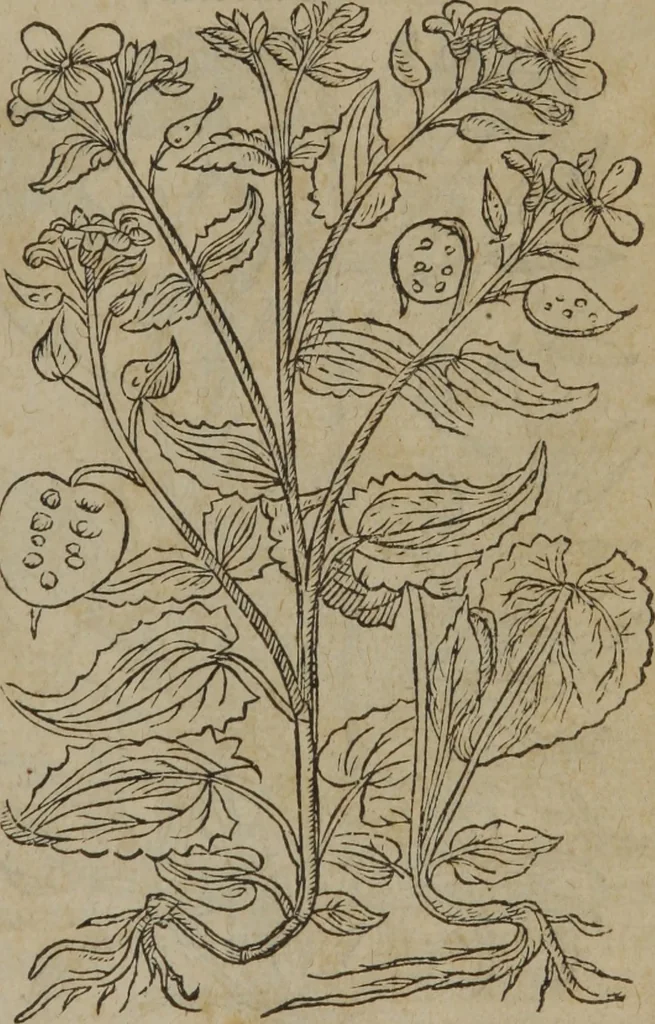 An illustration from A nievve herball, or Historie of plantes : wherein is contayned the whole discourse and perfect description of all sortes of herbes and plantes : their divers & sundry kindes ... and that not onely of those whiche are here growyng in this our countrie of Englande, but of all others also of forrayne realmes commonly used in physicke ; first set foorth in the Doutche or Almaigne tongue, 1578, leaf 180