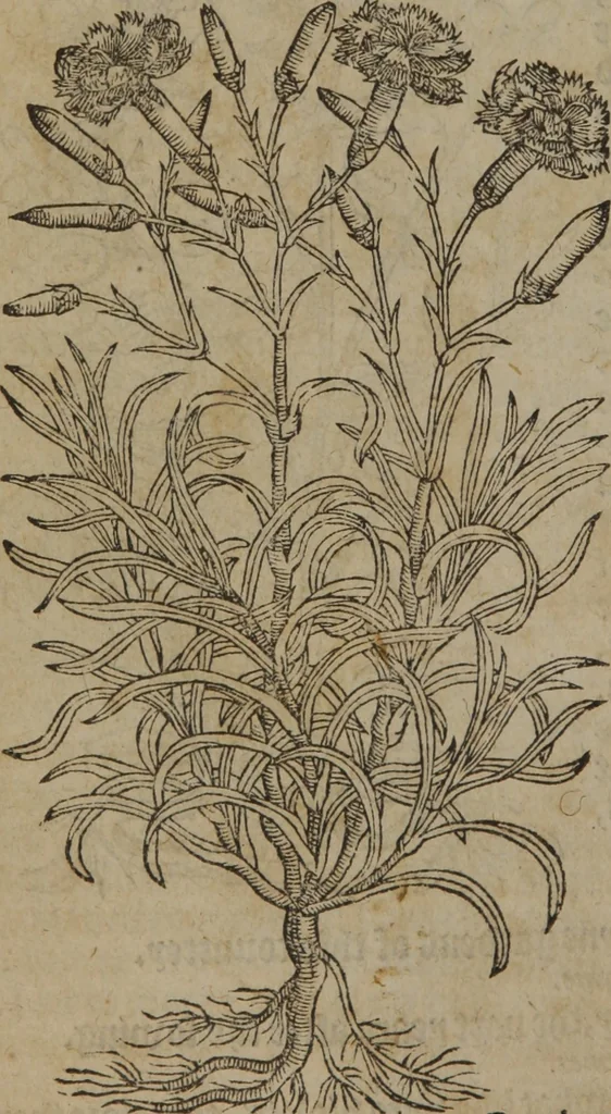 An illustration from A nievve herball, or Historie of plantes : wherein is contayned the whole discourse and perfect description of all sortes of herbes and plantes : their divers & sundry kindes ... and that not onely of those whiche are here growyng in this our countrie of Englande, but of all others also of forrayne realmes commonly used in physicke ; first set foorth in the Doutche or Almaigne tongue, 1578, leaf 181