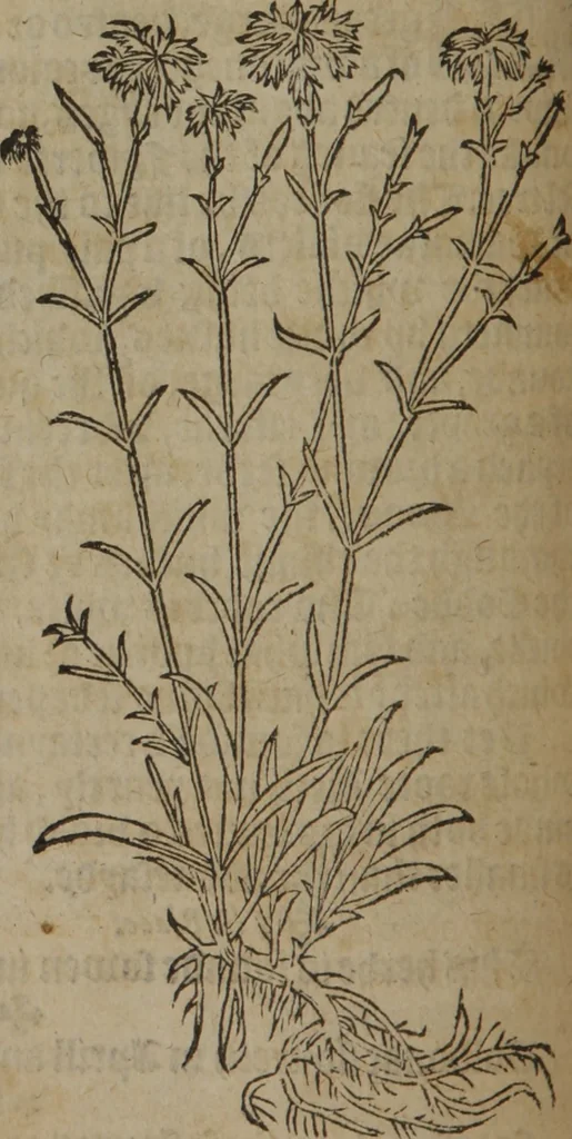 An illustration from A nievve herball, or Historie of plantes : wherein is contayned the whole discourse and perfect description of all sortes of herbes and plantes : their divers & sundry kindes ... and that not onely of those whiche are here growyng in this our countrie of Englande, but of all others also of forrayne realmes commonly used in physicke ; first set foorth in the Doutche or Almaigne tongue, 1578, leaf 181