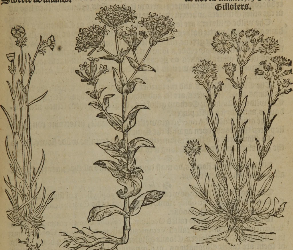 An illustration from A nievve herball, or Historie of plantes : wherein is contayned the whole discourse and perfect description of all sortes of herbes and plantes : their divers & sundry kindes ... and that not onely of those whiche are here growyng in this our countrie of Englande, but of all others also of forrayne realmes commonly used in physicke ; first set foorth in the Doutche or Almaigne tongue, 1578, leaf 182