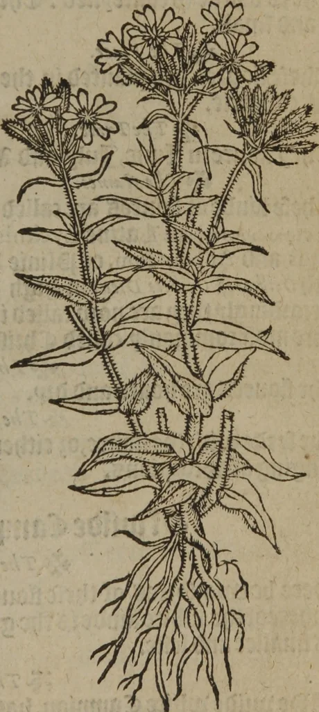 An illustration from A nievve herball, or Historie of plantes : wherein is contayned the whole discourse and perfect description of all sortes of herbes and plantes : their divers & sundry kindes ... and that not onely of those whiche are here growyng in this our countrie of Englande, but of all others also of forrayne realmes commonly used in physicke ; first set foorth in the Doutche or Almaigne tongue, 1578, leaf 184
