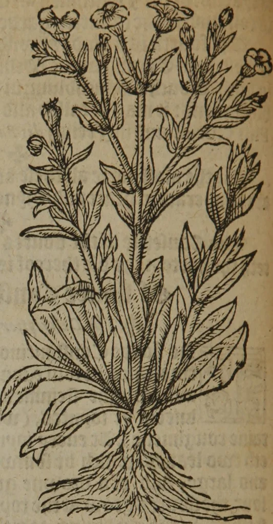 An illustration from A nievve herball, or Historie of plantes : wherein is contayned the whole discourse and perfect description of all sortes of herbes and plantes : their divers & sundry kindes ... and that not onely of those whiche are here growyng in this our countrie of Englande, but of all others also of forrayne realmes commonly used in physicke ; first set foorth in the Doutche or Almaigne tongue, 1578, leaf 185