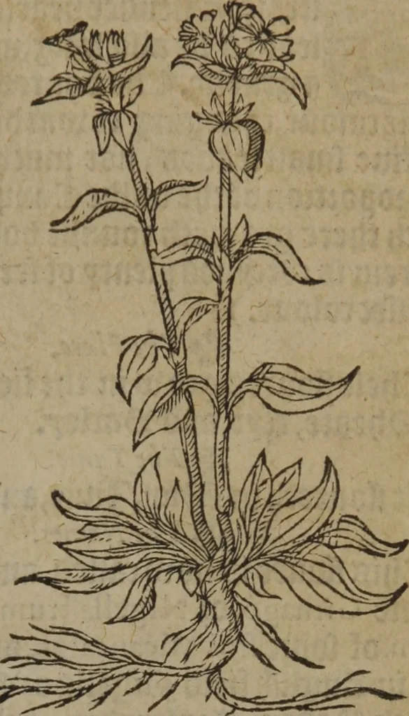 An illustration from A nievve herball, or Historie of plantes : wherein is contayned the whole discourse and perfect description of all sortes of herbes and plantes : their divers & sundry kindes ... and that not onely of those whiche are here growyng in this our countrie of Englande, but of all others also of forrayne realmes commonly used in physicke ; first set foorth in the Doutche or Almaigne tongue, 1578, leaf 186