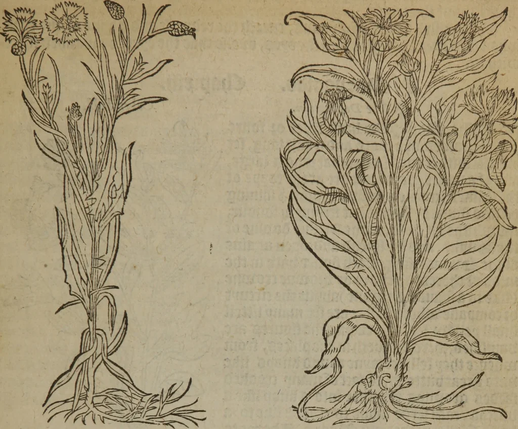 An illustration from A nievve herball, or Historie of plantes : wherein is contayned the whole discourse and perfect description of all sortes of herbes and plantes : their divers & sundry kindes ... and that not onely of those whiche are here growyng in this our countrie of Englande, but of all others also of forrayne realmes commonly used in physicke ; first set foorth in the Doutche or Almaigne tongue, 1578, leaf 188
