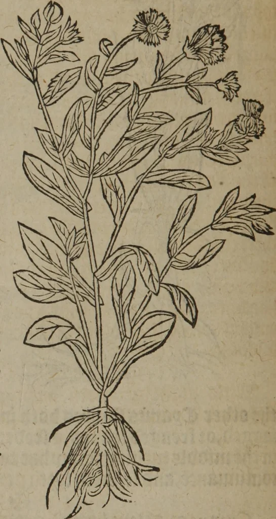 An illustration from A nievve herball, or Historie of plantes : wherein is contayned the whole discourse and perfect description of all sortes of herbes and plantes : their divers & sundry kindes ... and that not onely of those whiche are here growyng in this our countrie of Englande, but of all others also of forrayne realmes commonly used in physicke ; first set foorth in the Doutche or Almaigne tongue, 1578, leaf 189