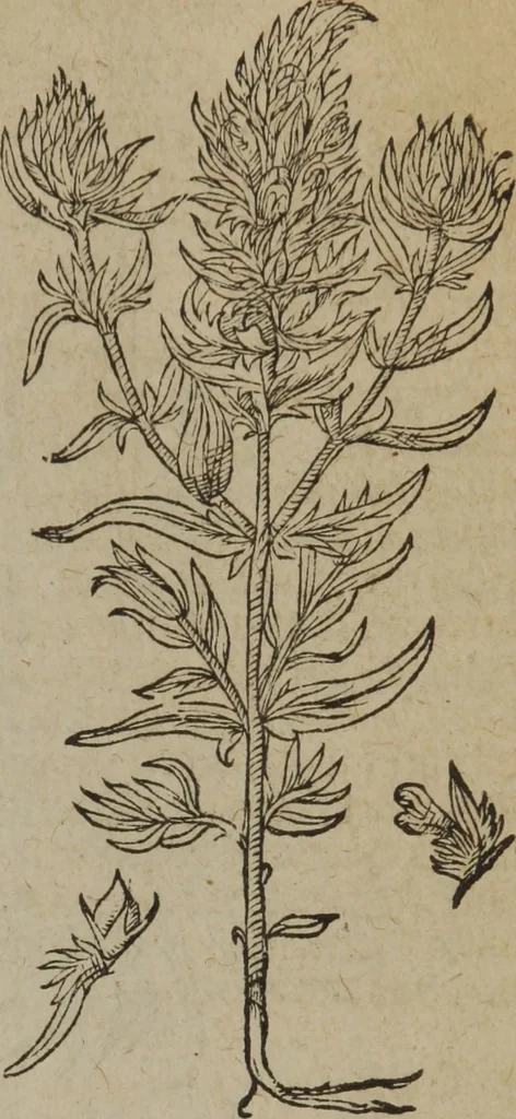An illustration from A nievve herball, or Historie of plantes : wherein is contayned the whole discourse and perfect description of all sortes of herbes and plantes : their divers & sundry kindes ... and that not onely of those whiche are here growyng in this our countrie of Englande, but of all others also of forrayne realmes commonly used in physicke ; first set foorth in the Doutche or Almaigne tongue, 1578, leaf 190