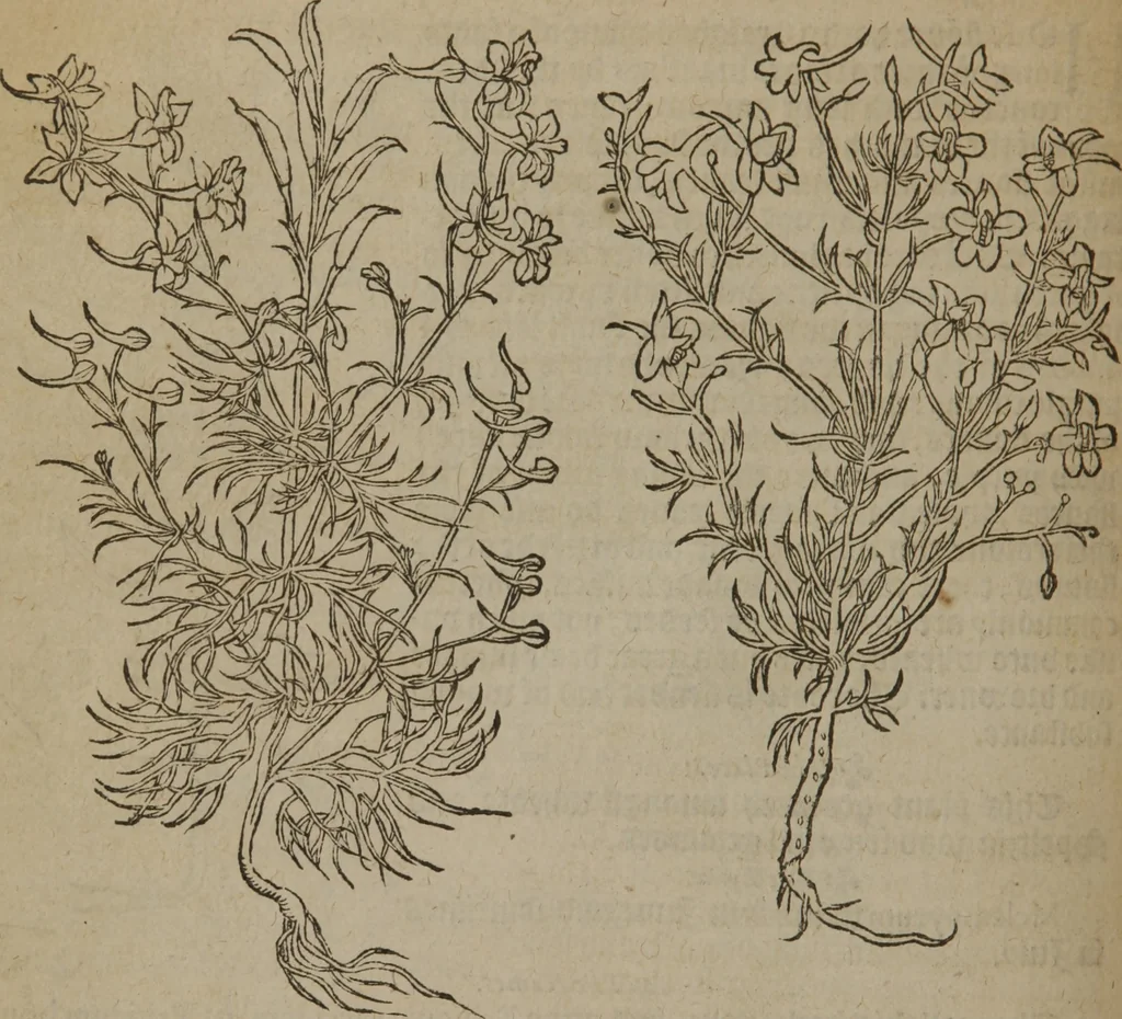 An illustration from A nievve herball, or Historie of plantes : wherein is contayned the whole discourse and perfect description of all sortes of herbes and plantes : their divers & sundry kindes ... and that not onely of those whiche are here growyng in this our countrie of Englande, but of all others also of forrayne realmes commonly used in physicke ; first set foorth in the Doutche or Almaigne tongue, 1578, leaf 191