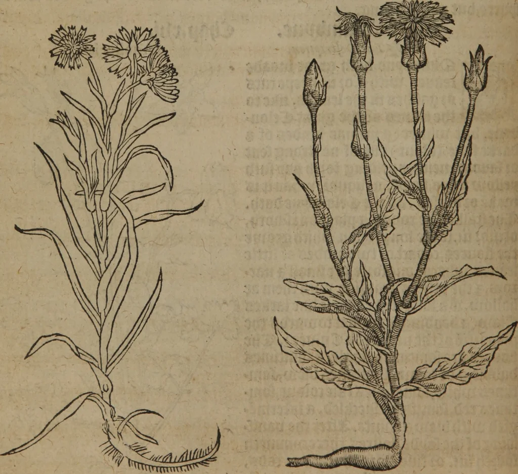 An illustration from A nievve herball, or Historie of plantes : wherein is contayned the whole discourse and perfect description of all sortes of herbes and plantes : their divers & sundry kindes ... and that not onely of those whiche are here growyng in this our countrie of Englande, but of all others also of forrayne realmes commonly used in physicke ; first set foorth in the Doutche or Almaigne tongue, 1578, leaf 193