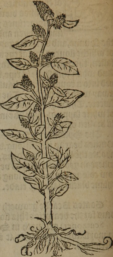 An illustration from A nievve herball, or Historie of plantes : wherein is contayned the whole discourse and perfect description of all sortes of herbes and plantes : their divers & sundry kindes ... and that not onely of those whiche are here growyng in this our countrie of Englande, but of all others also of forrayne realmes commonly used in physicke ; first set foorth in the Doutche or Almaigne tongue, 1578, leaf 195