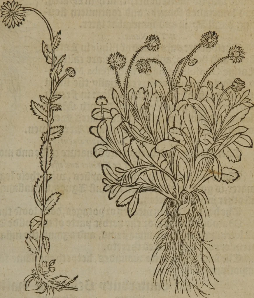 An illustration from A nievve herball, or Historie of plantes : wherein is contayned the whole discourse and perfect description of all sortes of herbes and plantes : their divers & sundry kindes ... and that not onely of those whiche are here growyng in this our countrie of Englande, but of all others also of forrayne realmes commonly used in physicke ; first set foorth in the Doutche or Almaigne tongue, 1578, leaf 196