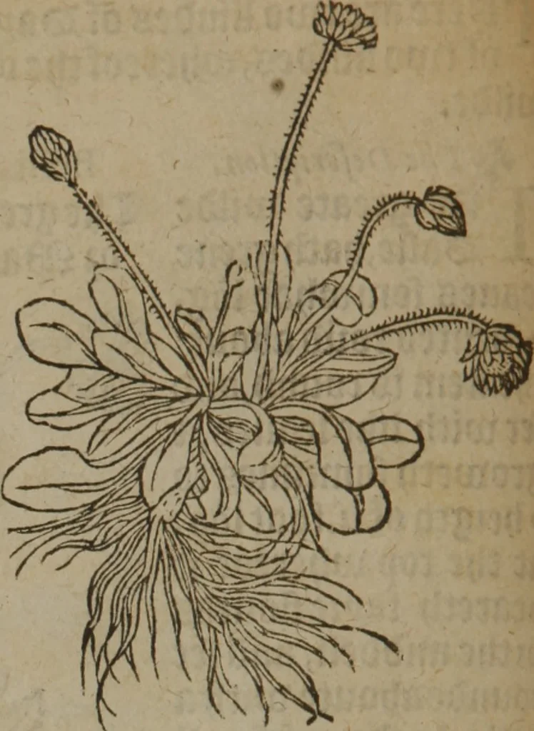 An illustration from A nievve herball, or Historie of plantes : wherein is contayned the whole discourse and perfect description of all sortes of herbes and plantes : their divers & sundry kindes ... and that not onely of those whiche are here growyng in this our countrie of Englande, but of all others also of forrayne realmes commonly used in physicke ; first set foorth in the Doutche or Almaigne tongue, 1578, leaf 197