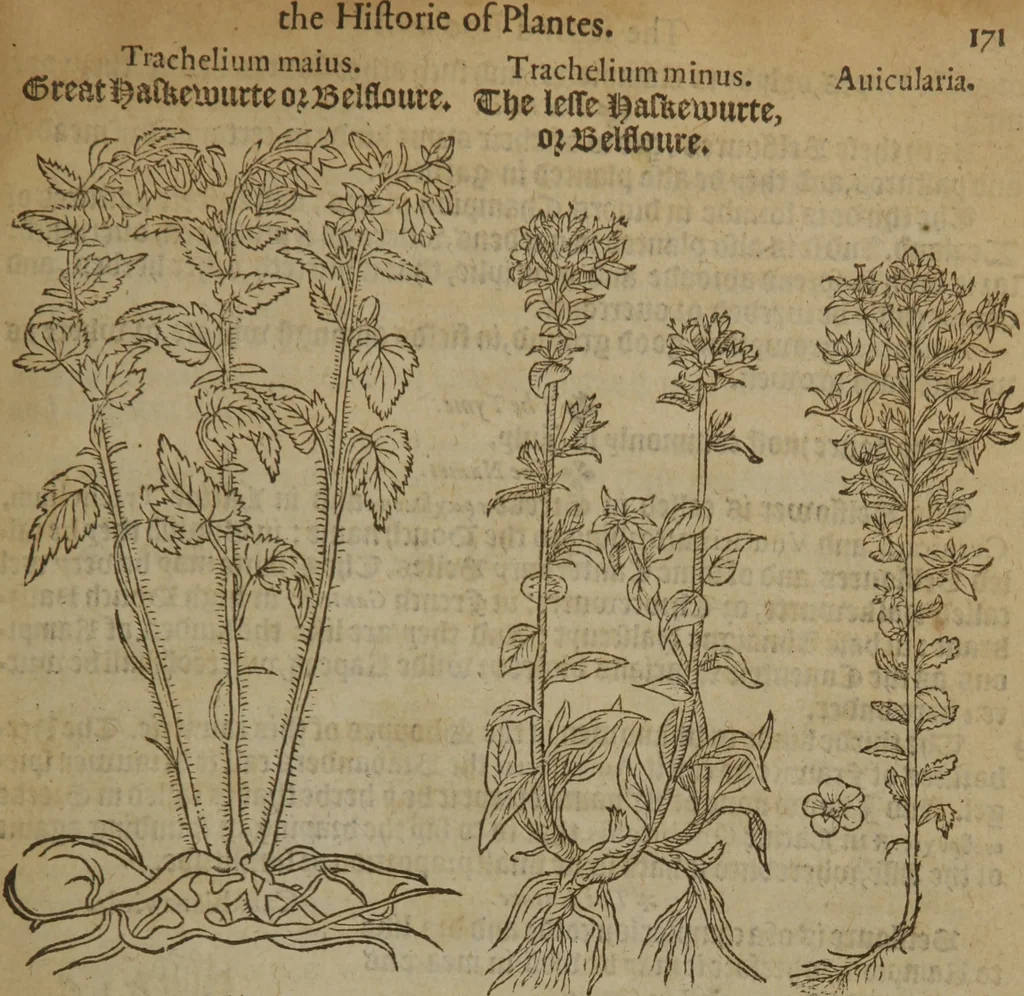 An illustration from A nievve herball, or Historie of plantes : wherein is contayned the whole discourse and perfect description of all sortes of herbes and plantes : their divers & sundry kindes ... and that not onely of those whiche are here growyng in this our countrie of Englande, but of all others also of forrayne realmes commonly used in physicke ; first set foorth in the Doutche or Almaigne tongue, 1578, leaf 198