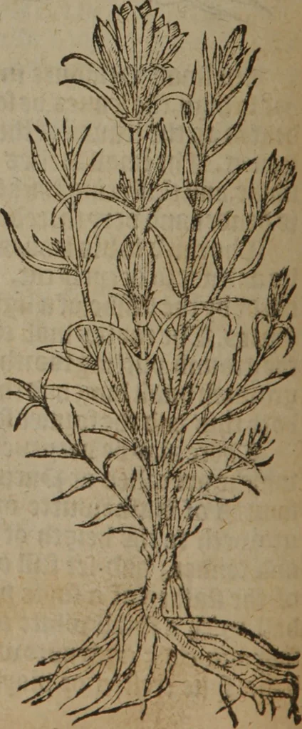 An illustration from A nievve herball, or Historie of plantes : wherein is contayned the whole discourse and perfect description of all sortes of herbes and plantes : their divers & sundry kindes ... and that not onely of those whiche are here growyng in this our countrie of Englande, but of all others also of forrayne realmes commonly used in physicke ; first set foorth in the Doutche or Almaigne tongue, 1578, leaf 199