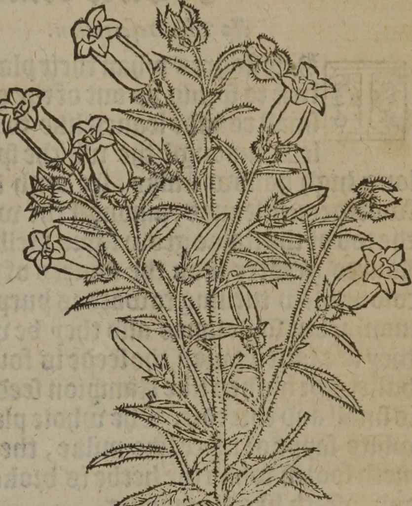 An illustration from A nievve herball, or Historie of plantes : wherein is contayned the whole discourse and perfect description of all sortes of herbes and plantes : their divers & sundry kindes ... and that not onely of those whiche are here growyng in this our countrie of Englande, but of all others also of forrayne realmes commonly used in physicke ; first set foorth in the Doutche or Almaigne tongue, 1578, leaf 200