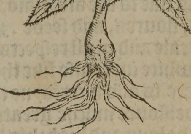 An illustration from A nievve herball, or Historie of plantes : wherein is contayned the whole discourse and perfect description of all sortes of herbes and plantes : their divers & sundry kindes ... and that not onely of those whiche are here growyng in this our countrie of Englande, but of all others also of forrayne realmes commonly used in physicke ; first set foorth in the Doutche or Almaigne tongue, 1578, leaf 200