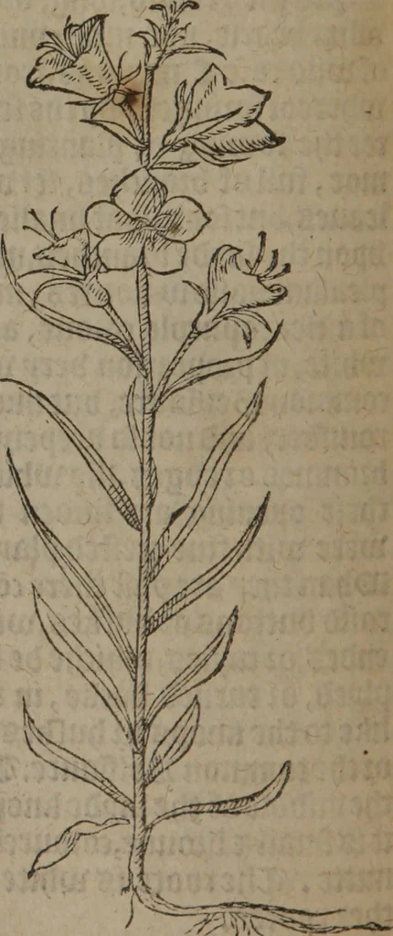 An illustration from A nievve herball, or Historie of plantes : wherein is contayned the whole discourse and perfect description of all sortes of herbes and plantes : their divers & sundry kindes ... and that not onely of those whiche are here growyng in this our countrie of Englande, but of all others also of forrayne realmes commonly used in physicke ; first set foorth in the Doutche or Almaigne tongue, 1578, leaf 201