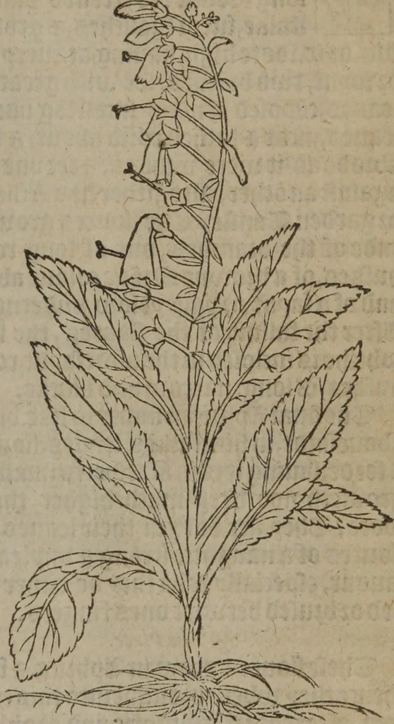 An illustration from A nievve herball, or Historie of plantes : wherein is contayned the whole discourse and perfect description of all sortes of herbes and plantes : their divers & sundry kindes ... and that not onely of those whiche are here growyng in this our countrie of Englande, but of all others also of forrayne realmes commonly used in physicke ; first set foorth in the Doutche or Almaigne tongue, 1578, leaf 202