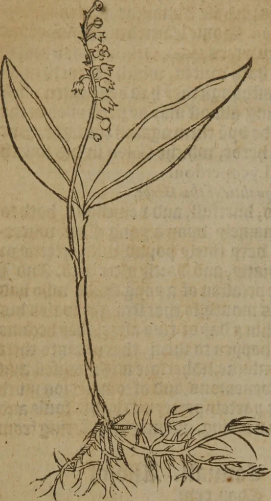 An illustration from A nievve herball, or Historie of plantes : wherein is contayned the whole discourse and perfect description of all sortes of herbes and plantes : their divers & sundry kindes ... and that not onely of those whiche are here growyng in this our countrie of Englande, but of all others also of forrayne realmes commonly used in physicke ; first set foorth in the Doutche or Almaigne tongue, 1578, leaf 205