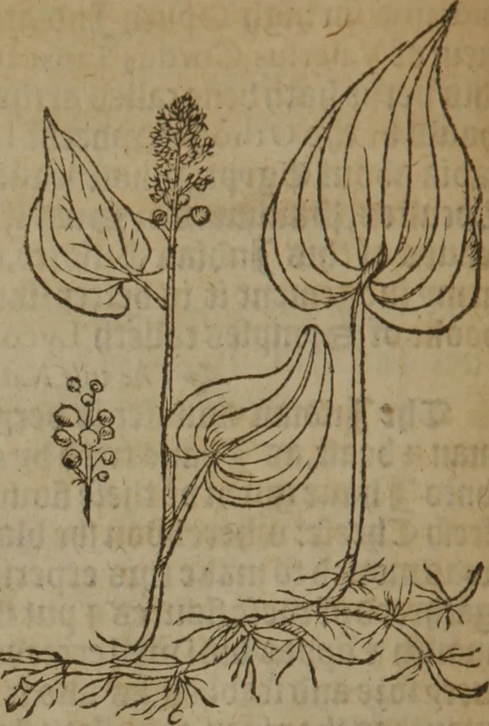 An illustration from A nievve herball, or Historie of plantes : wherein is contayned the whole discourse and perfect description of all sortes of herbes and plantes : their divers & sundry kindes ... and that not onely of those whiche are here growyng in this our countrie of Englande, but of all others also of forrayne realmes commonly used in physicke ; first set foorth in the Doutche or Almaigne tongue, 1578, leaf 205