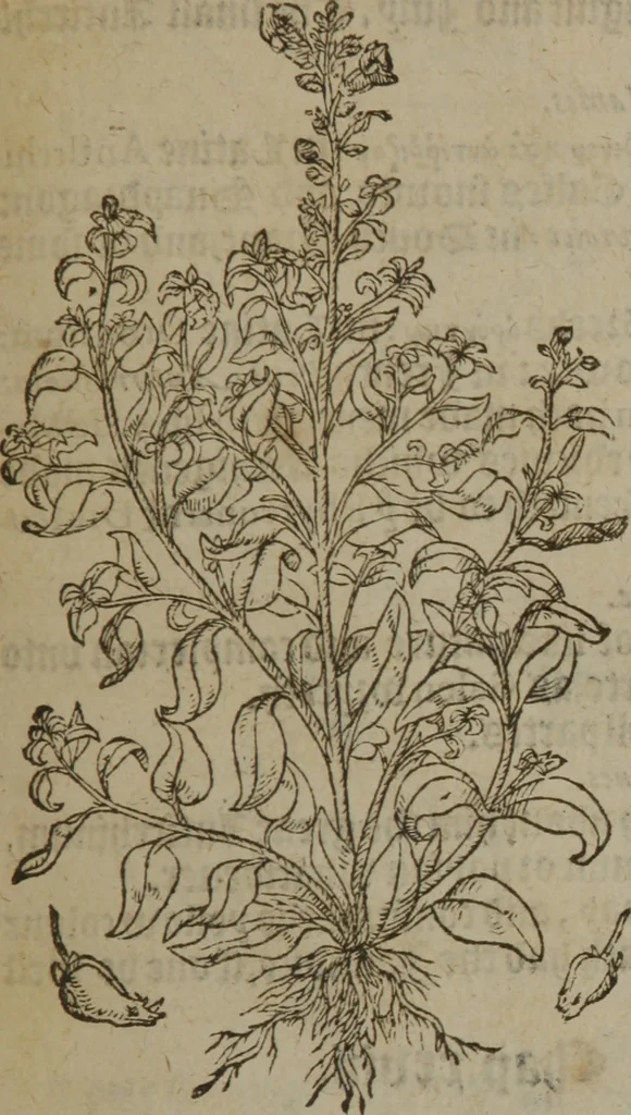 An illustration from A nievve herball, or Historie of plantes : wherein is contayned the whole discourse and perfect description of all sortes of herbes and plantes : their divers & sundry kindes ... and that not onely of those whiche are here growyng in this our countrie of Englande, but of all others also of forrayne realmes commonly used in physicke ; first set foorth in the Doutche or Almaigne tongue, 1578, leaf 206