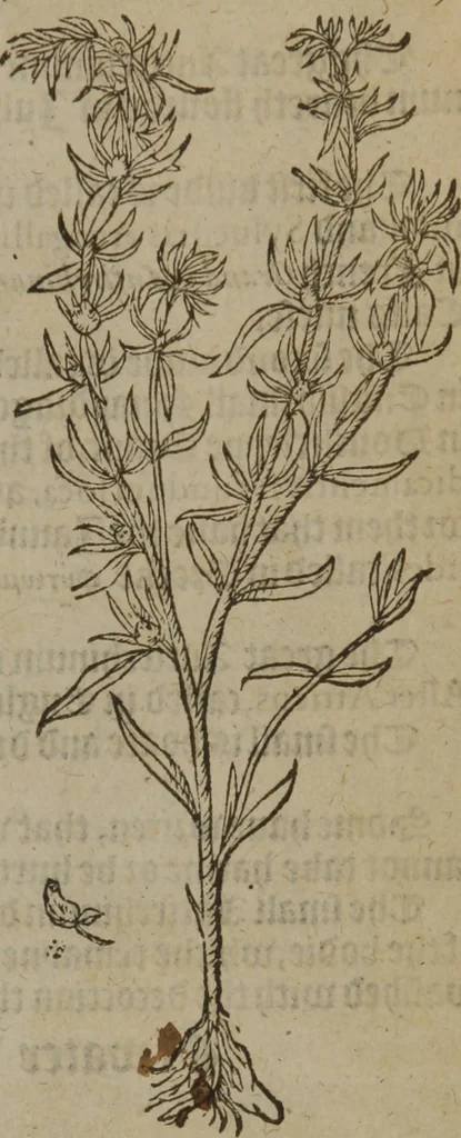 An illustration from A nievve herball, or Historie of plantes : wherein is contayned the whole discourse and perfect description of all sortes of herbes and plantes : their divers & sundry kindes ... and that not onely of those whiche are here growyng in this our countrie of Englande, but of all others also of forrayne realmes commonly used in physicke ; first set foorth in the Doutche or Almaigne tongue, 1578, leaf 206