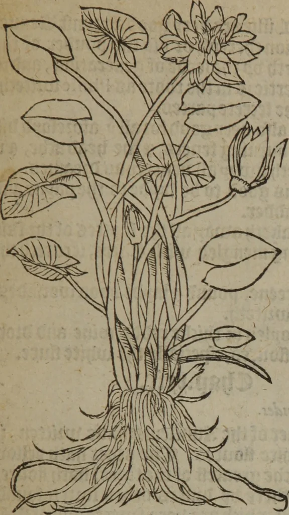 An illustration from A nievve herball, or Historie of plantes : wherein is contayned the whole discourse and perfect description of all sortes of herbes and plantes : their divers & sundry kindes ... and that not onely of those whiche are here growyng in this our countrie of Englande, but of all others also of forrayne realmes commonly used in physicke ; first set foorth in the Doutche or Almaigne tongue, 1578, leaf 208