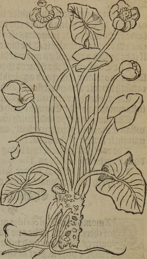 An illustration from A nievve herball, or Historie of plantes : wherein is contayned the whole discourse and perfect description of all sortes of herbes and plantes : their divers & sundry kindes ... and that not onely of those whiche are here growyng in this our countrie of Englande, but of all others also of forrayne realmes commonly used in physicke ; first set foorth in the Doutche or Almaigne tongue, 1578, leaf 208