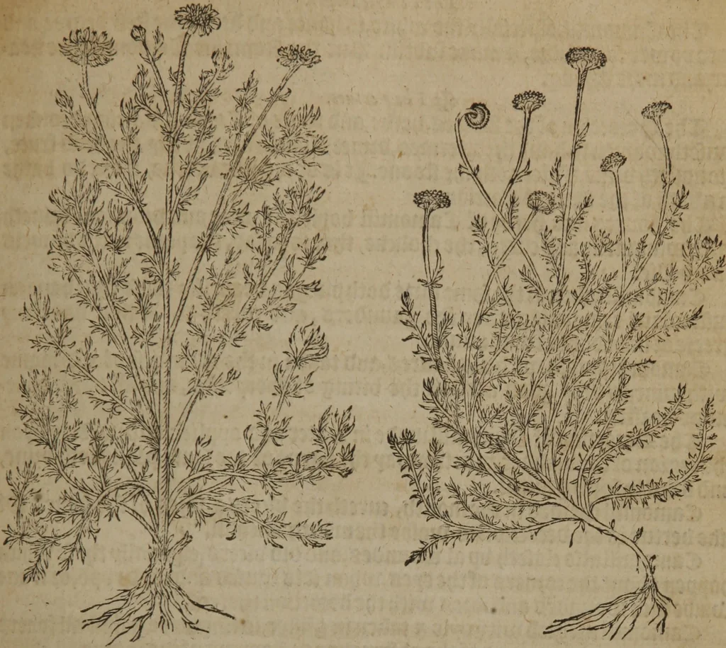 An illustration from A nievve herball, or Historie of plantes : wherein is contayned the whole discourse and perfect description of all sortes of herbes and plantes : their divers & sundry kindes ... and that not onely of those whiche are here growyng in this our countrie of Englande, but of all others also of forrayne realmes commonly used in physicke ; first set foorth in the Doutche or Almaigne tongue, 1578, leaf 210
