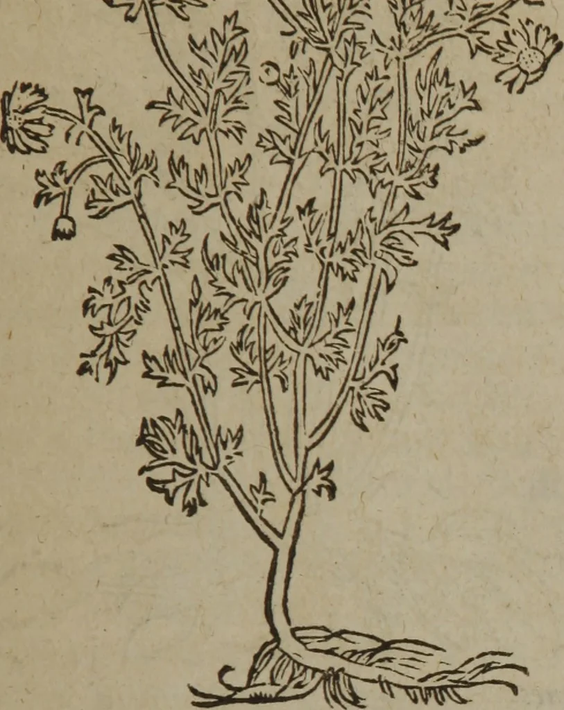 An illustration from A nievve herball, or Historie of plantes : wherein is contayned the whole discourse and perfect description of all sortes of herbes and plantes : their divers & sundry kindes ... and that not onely of those whiche are here growyng in this our countrie of Englande, but of all others also of forrayne realmes commonly used in physicke ; first set foorth in the Doutche or Almaigne tongue, 1578, leaf 212