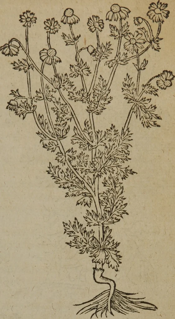 An illustration from A nievve herball, or Historie of plantes : wherein is contayned the whole discourse and perfect description of all sortes of herbes and plantes : their divers & sundry kindes ... and that not onely of those whiche are here growyng in this our countrie of Englande, but of all others also of forrayne realmes commonly used in physicke ; first set foorth in the Doutche or Almaigne tongue, 1578, leaf 212