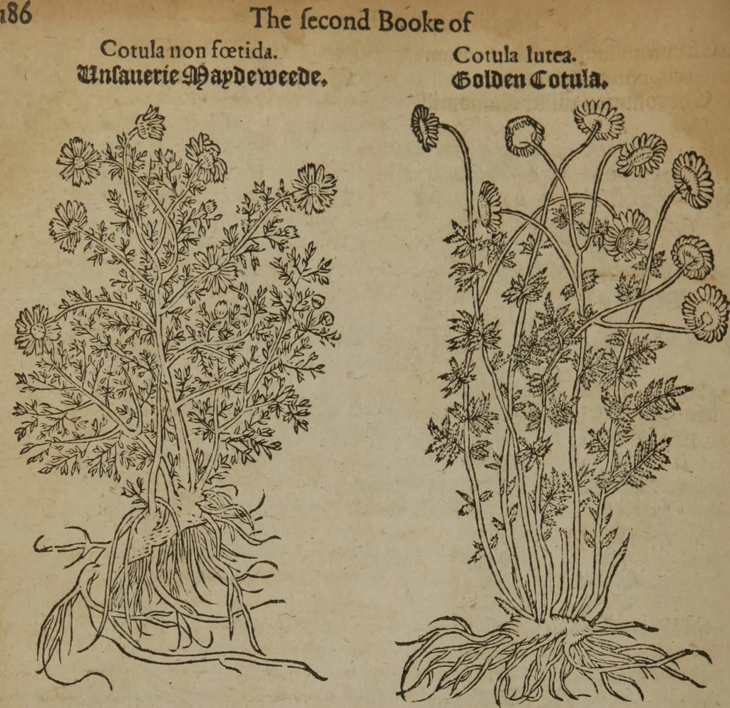 An illustration from A nievve herball, or Historie of plantes : wherein is contayned the whole discourse and perfect description of all sortes of herbes and plantes : their divers & sundry kindes ... and that not onely of those whiche are here growyng in this our countrie of Englande, but of all others also of forrayne realmes commonly used in physicke ; first set foorth in the Doutche or Almaigne tongue, 1578, leaf 213