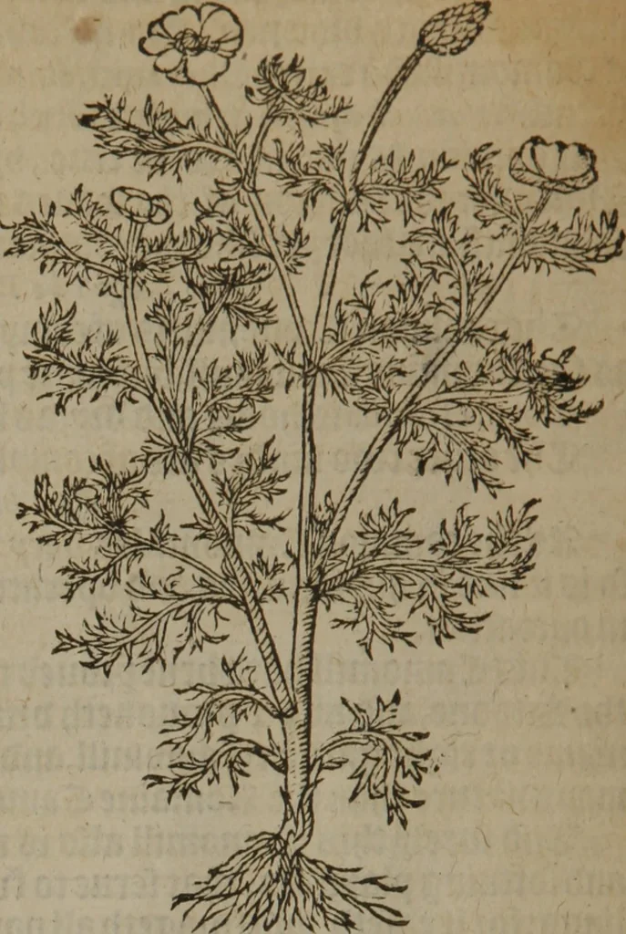 An illustration from A nievve herball, or Historie of plantes : wherein is contayned the whole discourse and perfect description of all sortes of herbes and plantes : their divers & sundry kindes ... and that not onely of those whiche are here growyng in this our countrie of Englande, but of all others also of forrayne realmes commonly used in physicke ; first set foorth in the Doutche or Almaigne tongue, 1578, leaf 215
