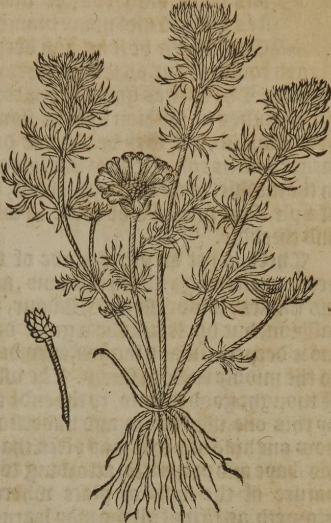 An illustration from A nievve herball, or Historie of plantes : wherein is contayned the whole discourse and perfect description of all sortes of herbes and plantes : their divers & sundry kindes ... and that not onely of those whiche are here growyng in this our countrie of Englande, but of all others also of forrayne realmes commonly used in physicke ; first set foorth in the Doutche or Almaigne tongue, 1578, leaf 216