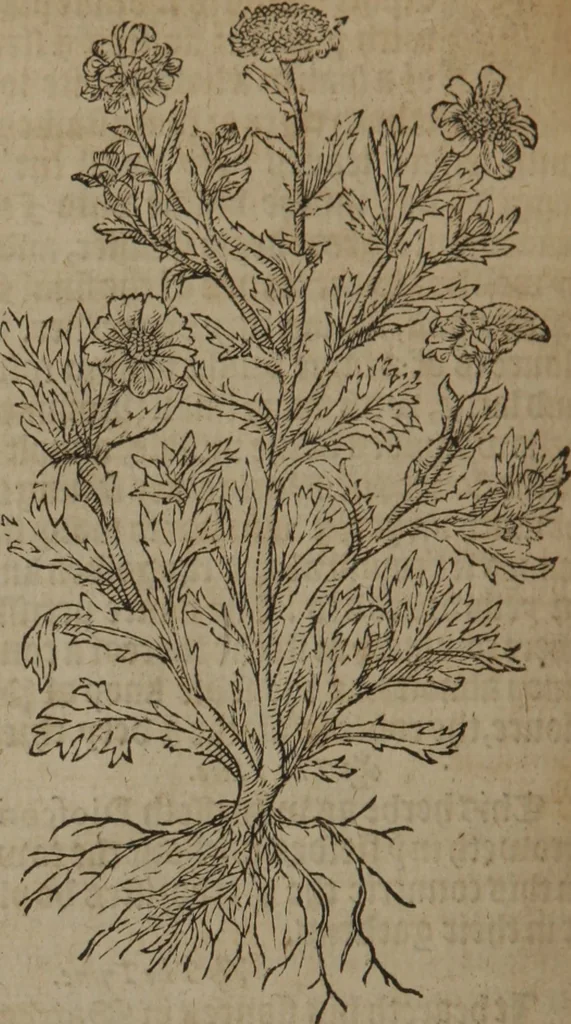 An illustration from A nievve herball, or Historie of plantes : wherein is contayned the whole discourse and perfect description of all sortes of herbes and plantes : their divers & sundry kindes ... and that not onely of those whiche are here growyng in this our countrie of Englande, but of all others also of forrayne realmes commonly used in physicke ; first set foorth in the Doutche or Almaigne tongue, 1578, leaf 217
