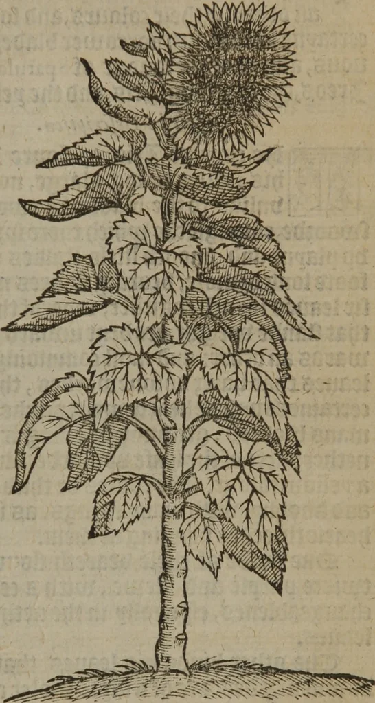 An illustration from A nievve herball, or Historie of plantes : wherein is contayned the whole discourse and perfect description of all sortes of herbes and plantes : their divers & sundry kindes ... and that not onely of those whiche are here growyng in this our countrie of Englande, but of all others also of forrayne realmes commonly used in physicke ; first set foorth in the Doutche or Almaigne tongue, 1578, leaf 218