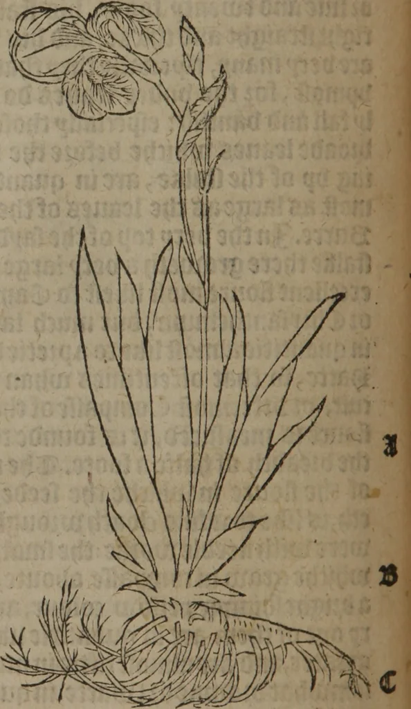 An illustration from A nievve herball, or Historie of plantes : wherein is contayned the whole discourse and perfect description of all sortes of herbes and plantes : their divers & sundry kindes ... and that not onely of those whiche are here growyng in this our countrie of Englande, but of all others also of forrayne realmes commonly used in physicke ; first set foorth in the Doutche or Almaigne tongue, 1578, leaf 219