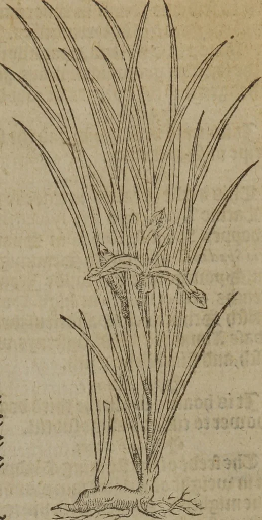 An illustration from A nievve herball, or Historie of plantes : wherein is contayned the whole discourse and perfect description of all sortes of herbes and plantes : their divers & sundry kindes ... and that not onely of those whiche are here growyng in this our countrie of Englande, but of all others also of forrayne realmes commonly used in physicke ; first set foorth in the Doutche or Almaigne tongue, 1578, leaf 222