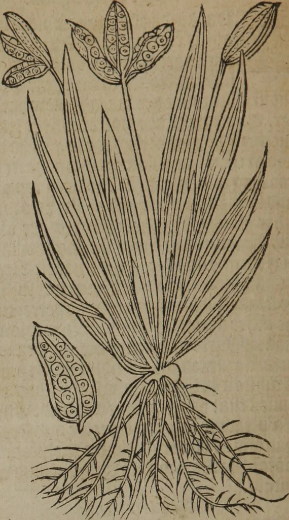 An illustration from A nievve herball, or Historie of plantes : wherein is contayned the whole discourse and perfect description of all sortes of herbes and plantes : their divers & sundry kindes ... and that not onely of those whiche are here growyng in this our countrie of Englande, but of all others also of forrayne realmes commonly used in physicke ; first set foorth in the Doutche or Almaigne tongue, 1578, leaf 223