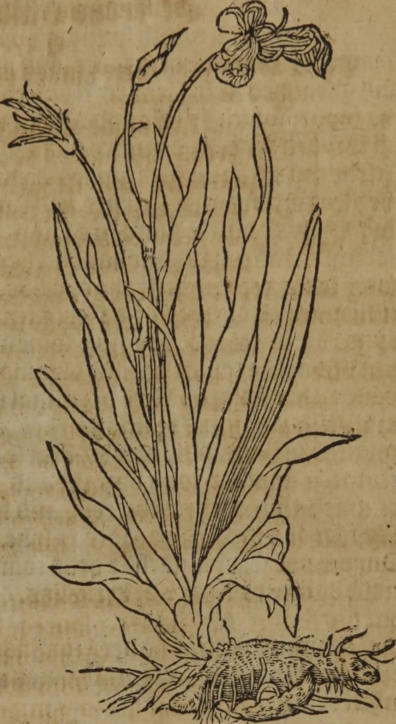 An illustration from A nievve herball, or Historie of plantes : wherein is contayned the whole discourse and perfect description of all sortes of herbes and plantes : their divers & sundry kindes ... and that not onely of those whiche are here growyng in this our countrie of Englande, but of all others also of forrayne realmes commonly used in physicke ; first set foorth in the Doutche or Almaigne tongue, 1578, leaf 226