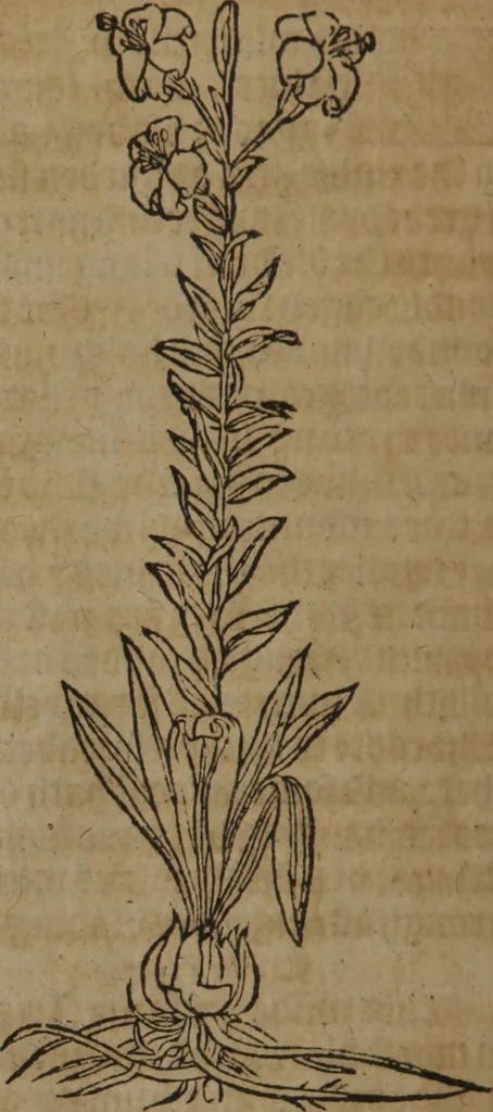 An illustration from A nievve herball, or Historie of plantes : wherein is contayned the whole discourse and perfect description of all sortes of herbes and plantes : their divers & sundry kindes ... and that not onely of those whiche are here growyng in this our countrie of Englande, but of all others also of forrayne realmes commonly used in physicke ; first set foorth in the Doutche or Almaigne tongue, 1578, leaf 227