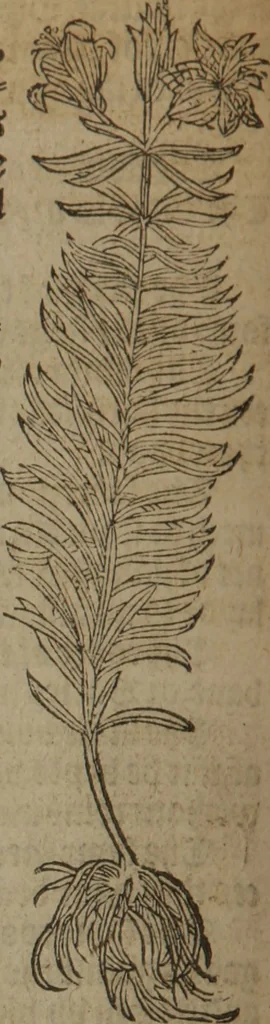 An illustration from A nievve herball, or Historie of plantes : wherein is contayned the whole discourse and perfect description of all sortes of herbes and plantes : their divers & sundry kindes ... and that not onely of those whiche are here growyng in this our countrie of Englande, but of all others also of forrayne realmes commonly used in physicke ; first set foorth in the Doutche or Almaigne tongue, 1578, leaf 229