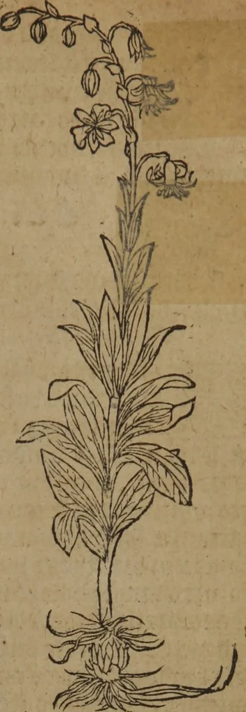 An illustration from A nievve herball, or Historie of plantes : wherein is contayned the whole discourse and perfect description of all sortes of herbes and plantes : their divers & sundry kindes ... and that not onely of those whiche are here growyng in this our countrie of Englande, but of all others also of forrayne realmes commonly used in physicke ; first set foorth in the Doutche or Almaigne tongue, 1578, leaf 230