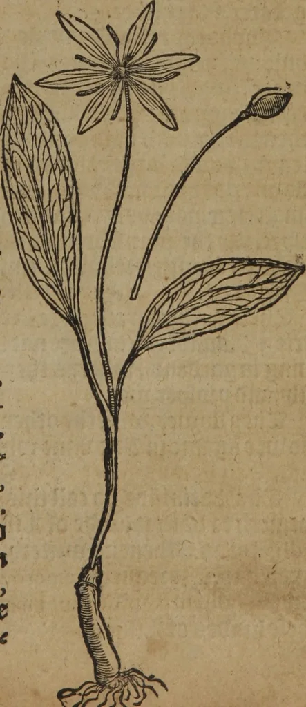 An illustration from A nievve herball, or Historie of plantes : wherein is contayned the whole discourse and perfect description of all sortes of herbes and plantes : their divers & sundry kindes ... and that not onely of those whiche are here growyng in this our countrie of Englande, but of all others also of forrayne realmes commonly used in physicke ; first set foorth in the Doutche or Almaigne tongue, 1578, leaf 230