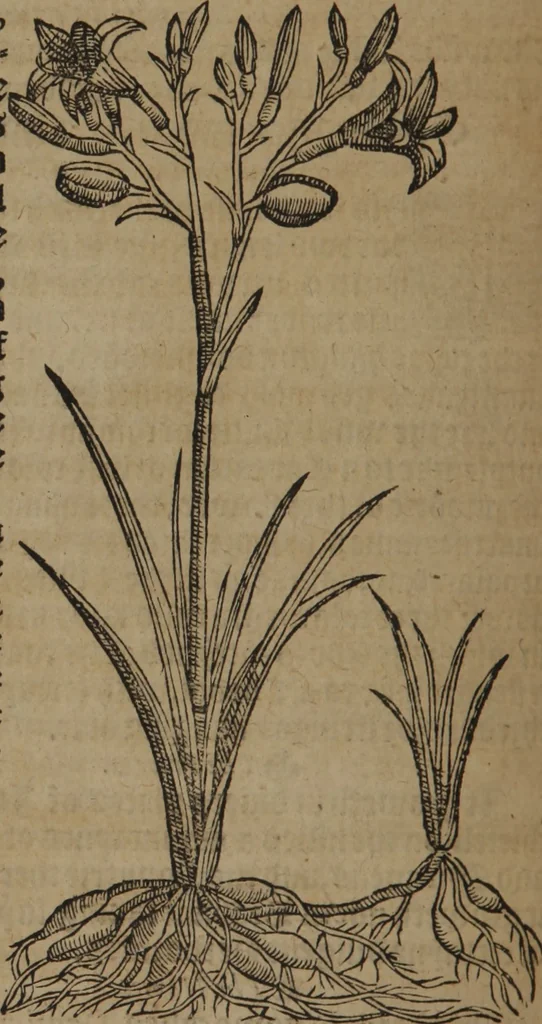 An illustration from A nievve herball, or Historie of plantes : wherein is contayned the whole discourse and perfect description of all sortes of herbes and plantes : their divers & sundry kindes ... and that not onely of those whiche are here growyng in this our countrie of Englande, but of all others also of forrayne realmes commonly used in physicke ; first set foorth in the Doutche or Almaigne tongue, 1578, leaf 231