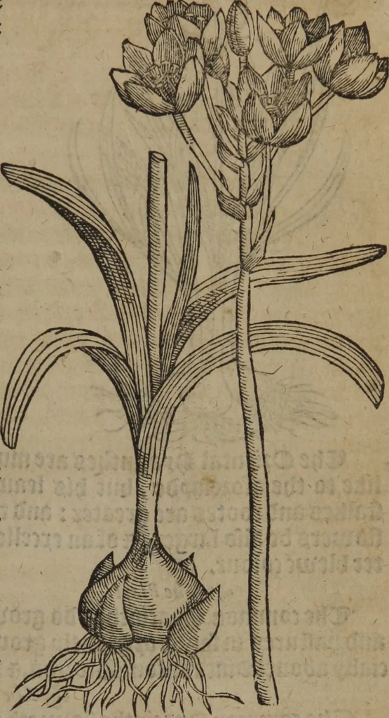 An illustration from A nievve herball, or Historie of plantes : wherein is contayned the whole discourse and perfect description of all sortes of herbes and plantes : their divers & sundry kindes ... and that not onely of those whiche are here growyng in this our countrie of Englande, but of all others also of forrayne realmes commonly used in physicke ; first set foorth in the Doutche or Almaigne tongue, 1578, leaf 232