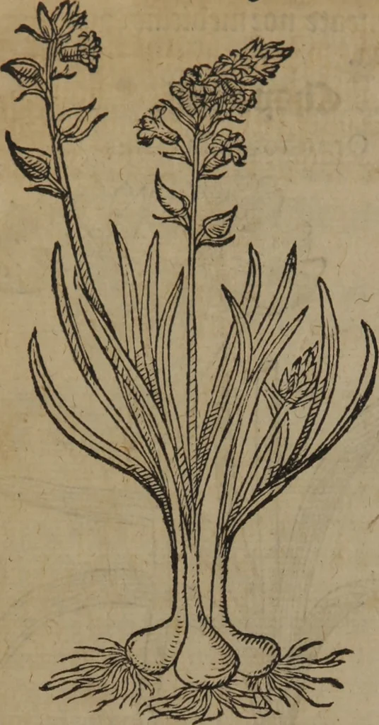 An illustration from A nievve herball, or Historie of plantes : wherein is contayned the whole discourse and perfect description of all sortes of herbes and plantes : their divers & sundry kindes ... and that not onely of those whiche are here growyng in this our countrie of Englande, but of all others also of forrayne realmes commonly used in physicke ; first set foorth in the Doutche or Almaigne tongue, 1578, leaf 233