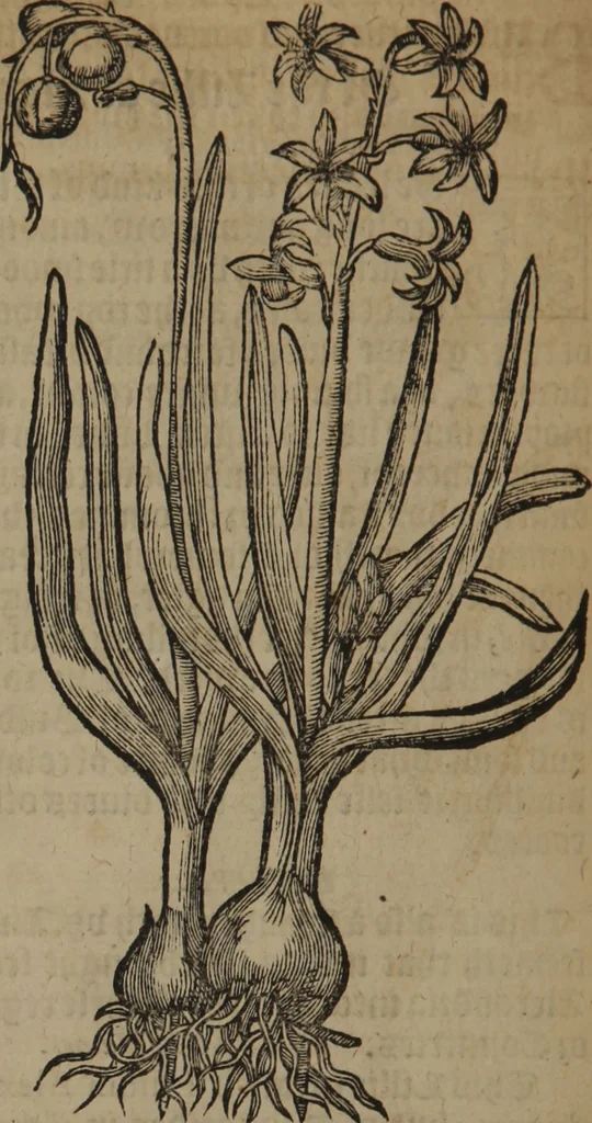 An illustration from A nievve herball, or Historie of plantes : wherein is contayned the whole discourse and perfect description of all sortes of herbes and plantes : their divers & sundry kindes ... and that not onely of those whiche are here growyng in this our countrie of Englande, but of all others also of forrayne realmes commonly used in physicke ; first set foorth in the Doutche or Almaigne tongue, 1578, leaf 233
