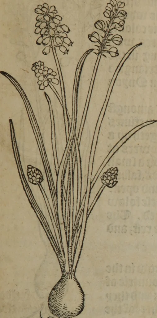An illustration from A nievve herball, or Historie of plantes : wherein is contayned the whole discourse and perfect description of all sortes of herbes and plantes : their divers & sundry kindes ... and that not onely of those whiche are here growyng in this our countrie of Englande, but of all others also of forrayne realmes commonly used in physicke ; first set foorth in the Doutche or Almaigne tongue, 1578, leaf 234
