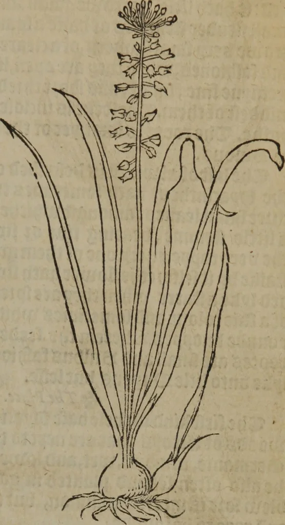 An illustration from A nievve herball, or Historie of plantes : wherein is contayned the whole discourse and perfect description of all sortes of herbes and plantes : their divers & sundry kindes ... and that not onely of those whiche are here growyng in this our countrie of Englande, but of all others also of forrayne realmes commonly used in physicke ; first set foorth in the Doutche or Almaigne tongue, 1578, leaf 234